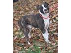 Adopt Spice (Neutered) a Pit Bull Terrier, Boxer