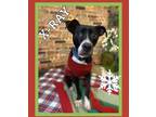 Adopt X-Ray **REDUCED ADOPTION FEE* a Pit Bull Terrier
