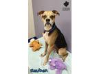 Adopt Reuben a Mixed Breed