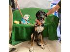 Adopt Archie a Greyhound, Great Dane