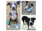 Adopt ROWLEY a American Staffordshire Terrier