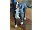 Adopt BOWIE a Great Dane, Mixed Breed