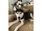 Adopt Pretzel a Siberian Husky