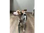 Adopt Luke a Rat Terrier