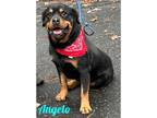 Adopt Angelo a Rottweiler