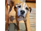 Adopt Wiley a Boxer, Mixed Breed