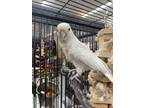 Adopt Casper a Cockatoo