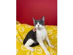 Adopt ASHER a American Shorthair