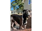 Adopt TY - Courtesy Post - a Pit Bull Terrier, Mixed Breed