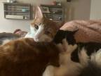 Adopt Chester and Catsby a Domestic Short Hair