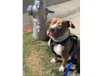 Adopt Drummer the Dream Boat! a American Staffordshire Terrier