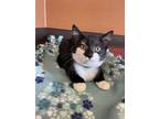 Bixby Domestic Shorthair Kitten Male