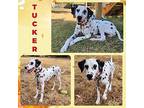 Rocky Dalmatian Young Male