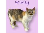 Wimsy Manx Young Female