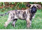 PUPPY PHOEBE Mountain Cur Puppy Female