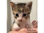 Ruby Jean Domestic Shorthair Kitten Female