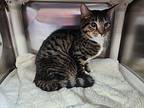 Nessie Domestic Shorthair Young Female