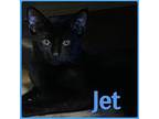 JET Domestic Shorthair Young Male
