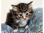 Kitten 1 Domestic Mediumhair Kitten Female