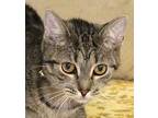 Susie Domestic Shorthair Adult Female