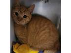 Phoenix Domestic Shorthair Young Male
