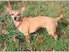 Lucy Chihuahua Adult Female