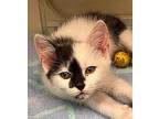 Edwina Domestic Shorthair Kitten Female