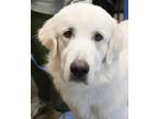 Zeke Great Pyrenees Adult Male