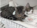 Miceky & Minnie Domestic Shorthair Kitten Male