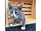 Stem Domestic Shorthair Kitten Male