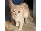 Buff Domestic Shorthair Kitten Female