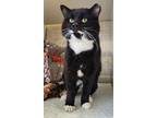 Young Gerald Domestic Shorthair Adult Male