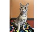Grace Domestic Shorthair Young Female