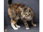 Socks Domestic Shorthair Young Female