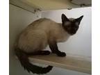 Handsome Boy Siamese Adult Male