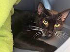 Twyla Domestic Shorthair Young Female