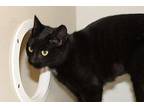 Midnight Domestic Shorthair Young Female