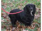 Comanche (Neutered) Labrador Retriever Adult Male