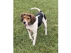 TUCK ~ Fully Sponsored Adoption Fee! Coonhound Adult Male