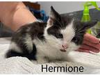 Hermoine Domestic Shorthair Kitten Female