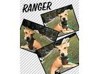 Ranger Mixed Breed (Medium) Young Male
