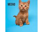 Meeko Domestic Shorthair Kitten Male