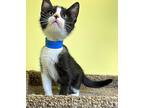 Salem Domestic Shorthair Young Male