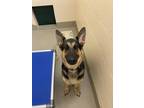 Sadie German Shepherd Dog Adult Female