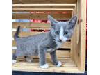 Thorn Abyssinian Kitten Male