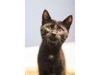 Adopt Major a American Shorthair