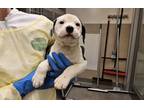 Salami - Adoption Pending American Pit Bull Terrier Puppy Male
