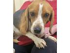 Lucy Beagle Adult Female