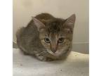 Carrie Domestic Shorthair Young Female