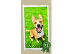 Adopt Philip a Mixed Breed